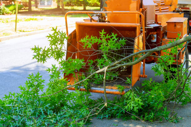 Professional Tree Service in Madera, CA